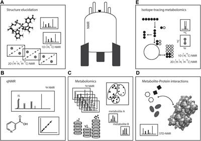 Studying Metabolism by NMR-Based Metabolomics